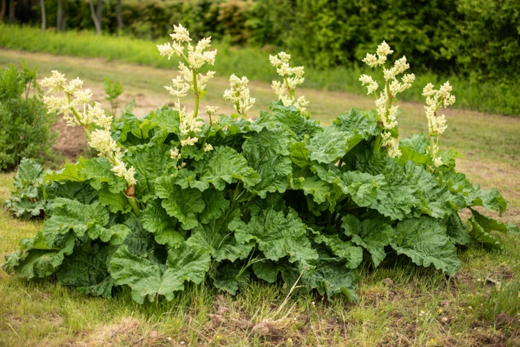 Die Rhabarberblüte Genießen