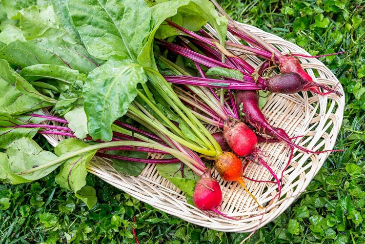 Das Düngen Von Rote Bete Schritt Für Schritt