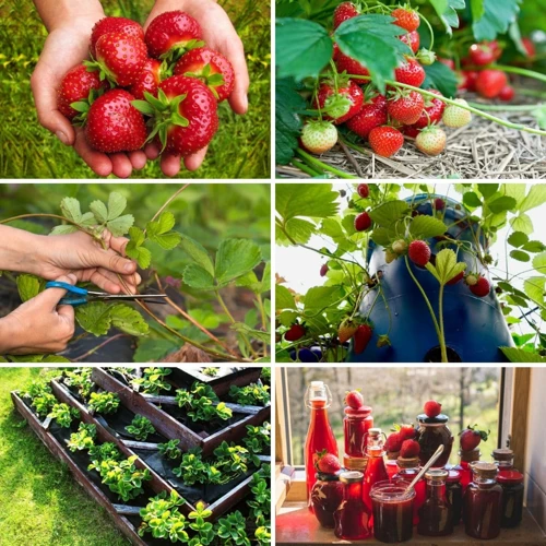 Düngung Von Erdbeeren