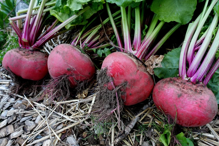 Frostschutz Für Rote Beete Im Freien