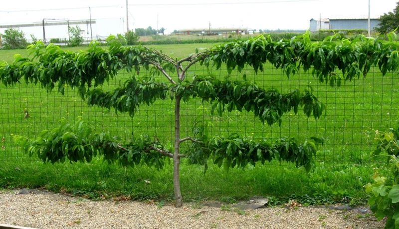 Obstbaum-Verjüngung