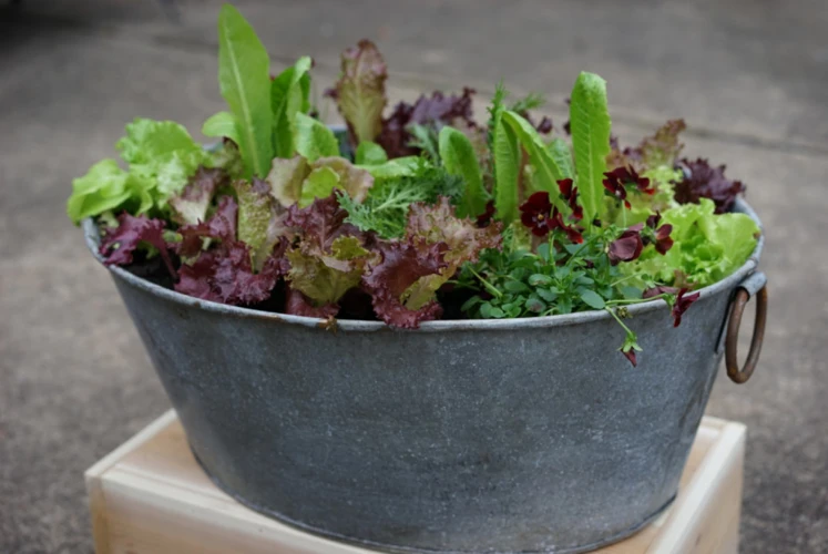 Pflücksalat Im Hochbeet Anbauen: Die Vorteile