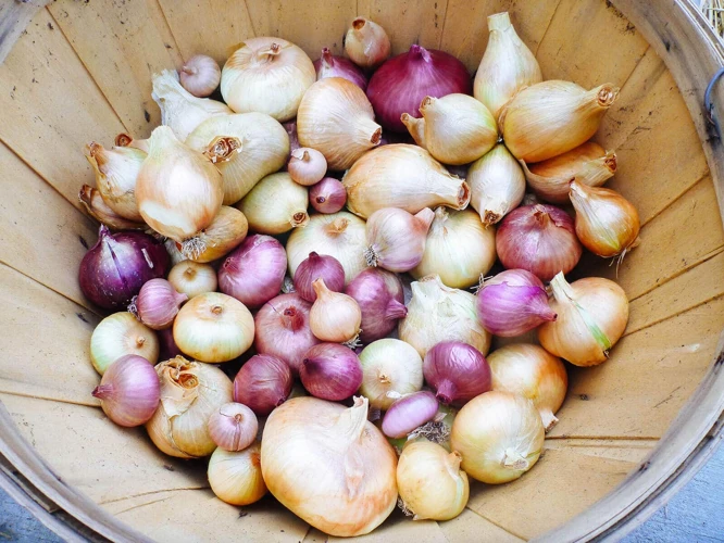 Ernte Und Aufbewahrung Großer Zwiebeln