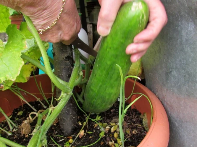 Ernte Und Verwendung Der Gekeimten Gurken