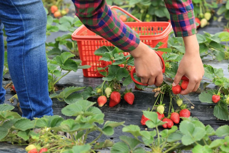 Erntezeitpunkt Und Ernte Der Erdbeeren