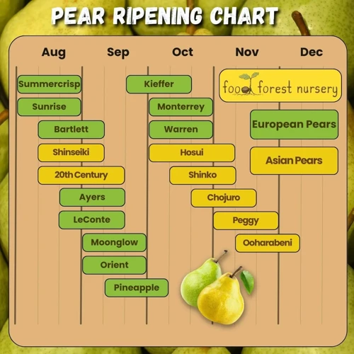 Erntezeitpunkt Für Verschiedene Birnensorten