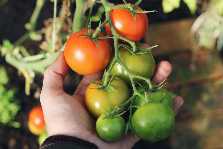 Ernte Und Lagerung Der Tomaten