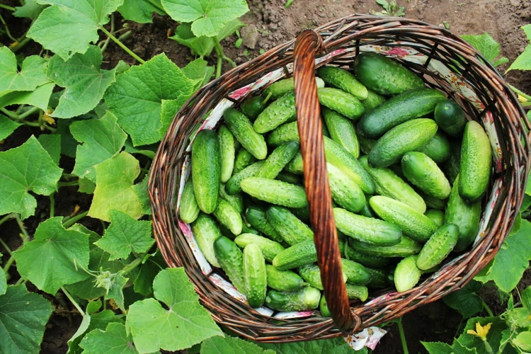 Gemüsegurken Ernten