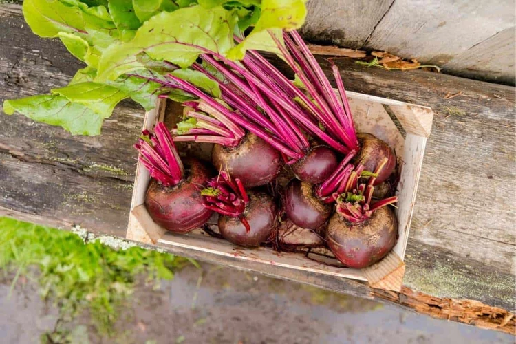 Die Rote Beete Ernten