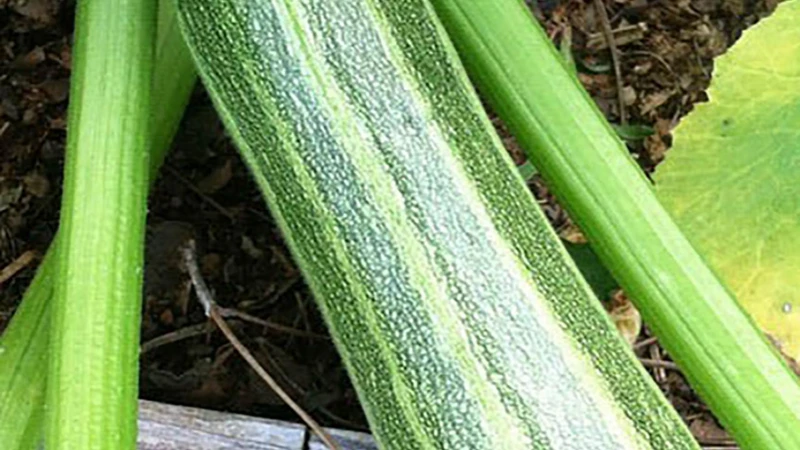 Zucchini-Blätter Richtig Ernten