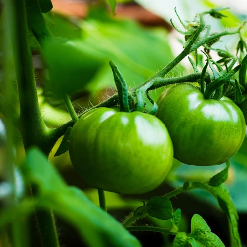 Selbst Gemachte Kalziumlösungen Für Tomaten