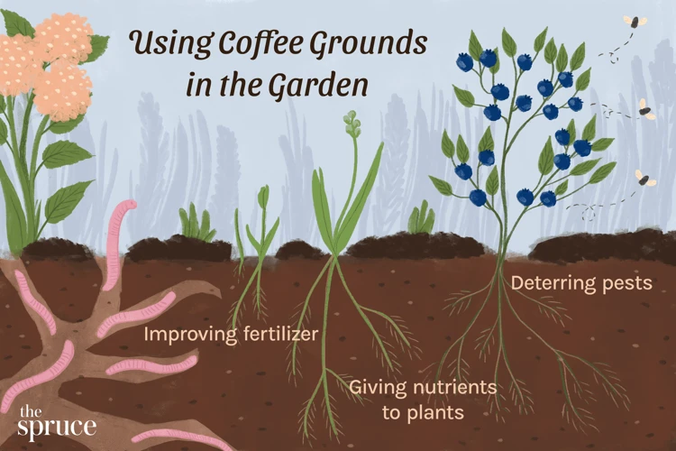 Wie Kaffeesatz Das Wachstum Von Gurken Fördert