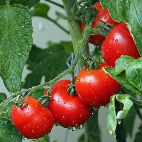 Wie Viel Kalium Brauchen Tomaten?