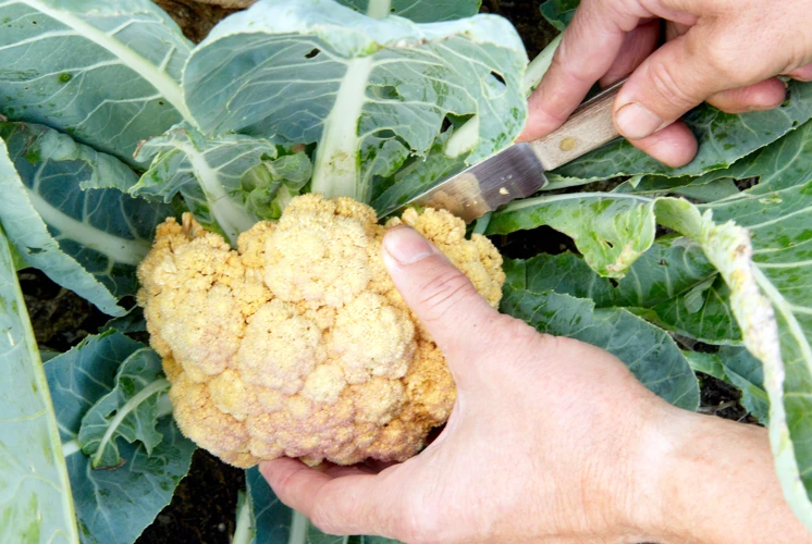 Wie Man Kohlröschen Ernten Kann