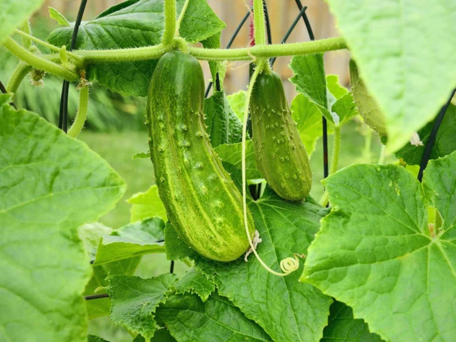 Wie Man Die Gurke Erntet