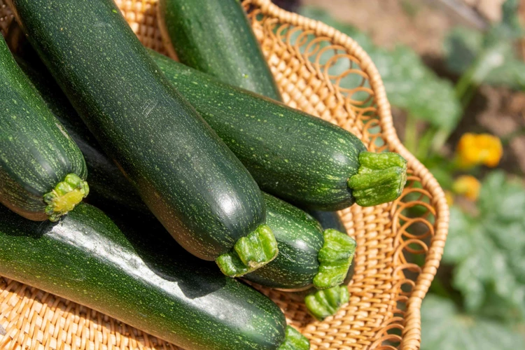 Wie Erntet Man Zucchini Richtig?