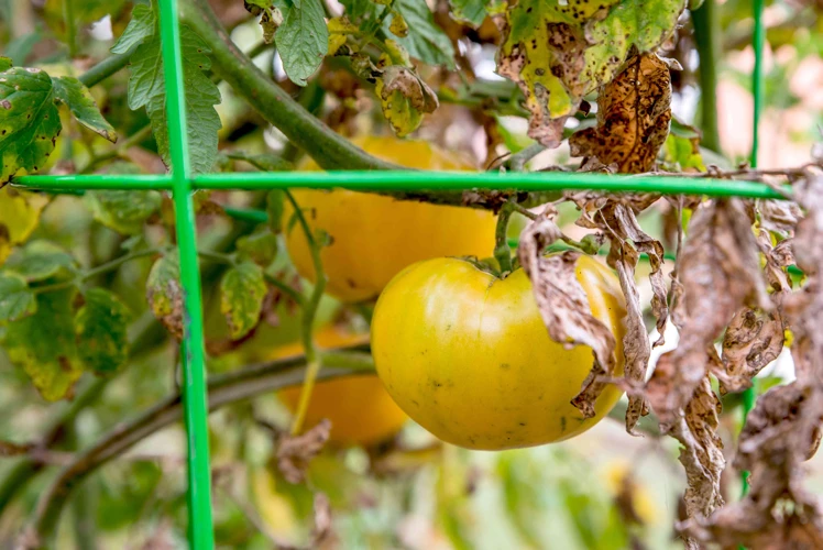 Wie Erkennt Man Schlechte Tomaten?