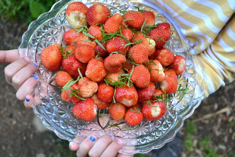 Wie Man Erdbeeren Und Basilikum Zusammen Pflanzt