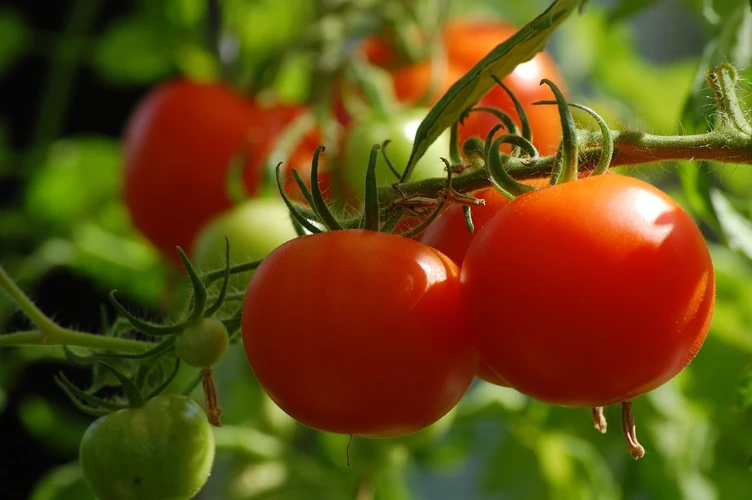 Wie Man Magnesium Für Tomaten Verwendet