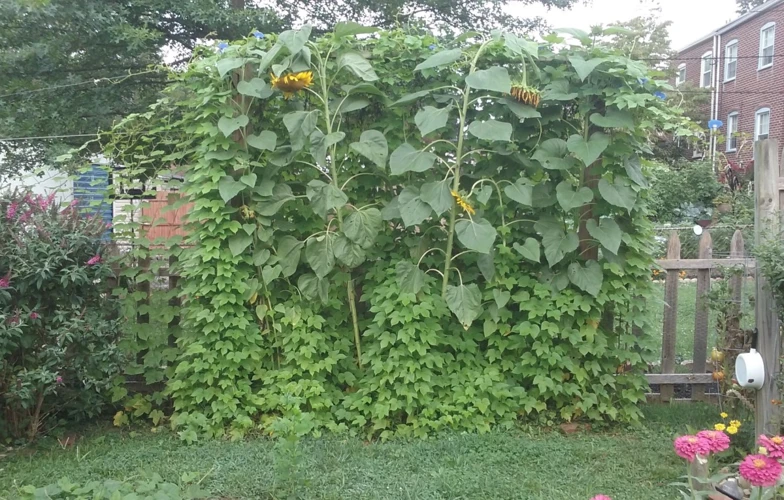 Wie Man Sonnenblumen Als Gute Nachbarn Im Garten Einsetzt