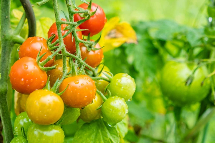 Nicht Empfohlene Pflanzpartner Für Tomaten