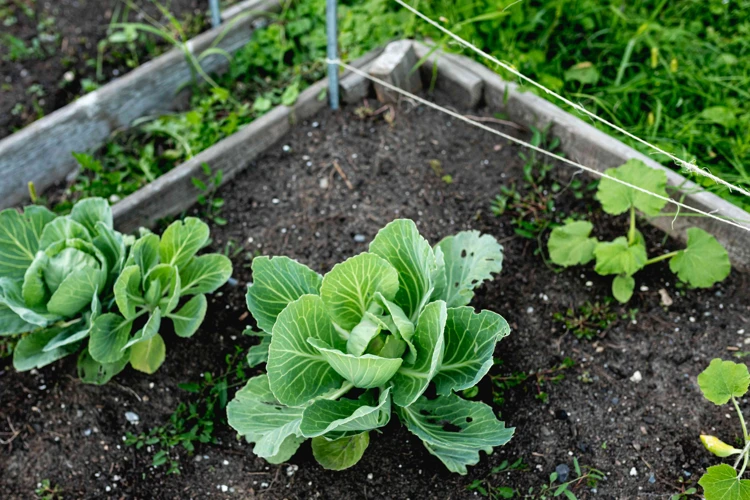 Optimaler Pflanzabstand Für Rotkohl