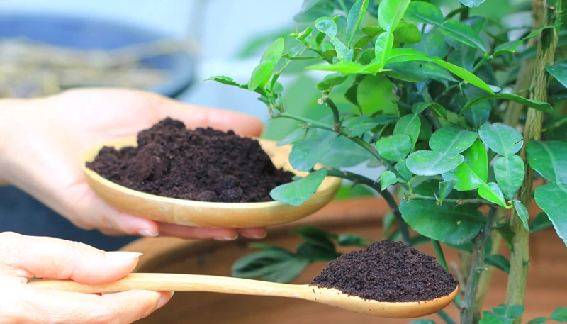 Andere Vorteile Von Kaffeesatz Für Den Garten