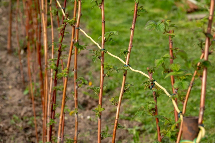 Pflanzung Von Herbst Himbeeren