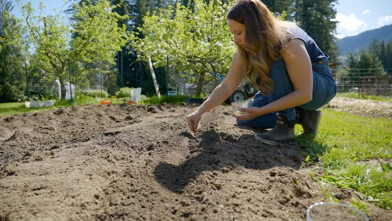 Profile Pflanztechnik Für Rote Beete