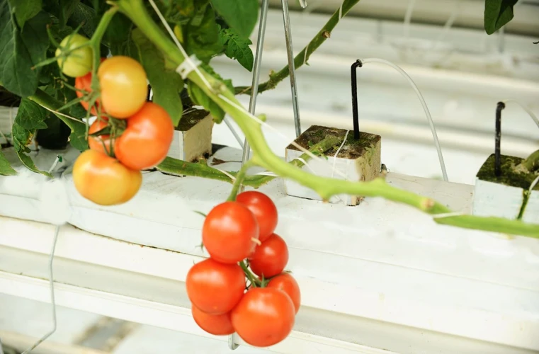 Pflanzung Der Tomaten