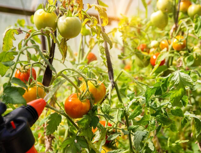 Vorbeugung Von Tomatenfäule