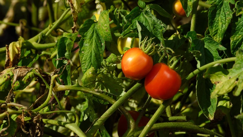 Probleme Und Lösungen Bei Der Tomatenzucht