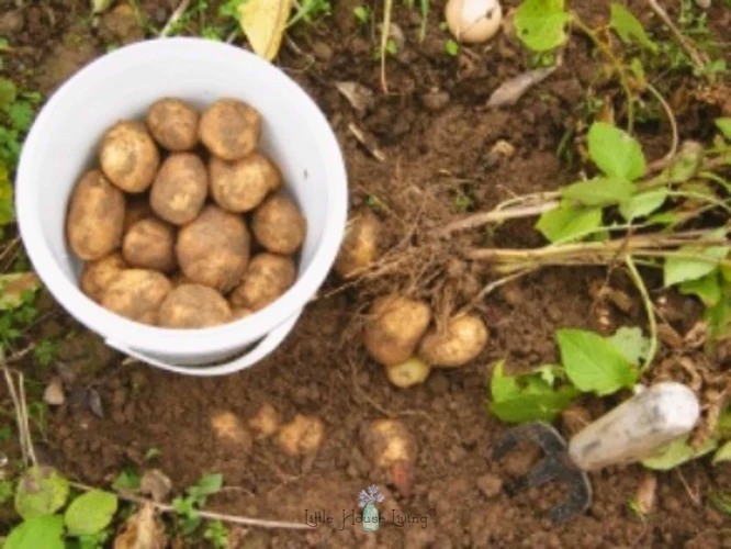 Probleme Beim Bewässern Von Kartoffeln