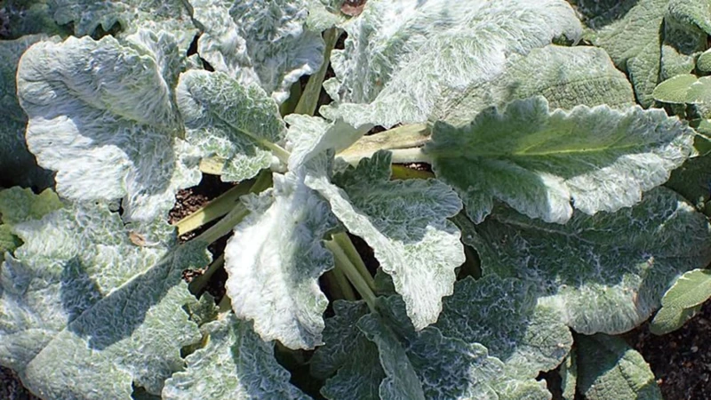 Die Richtige Pflege Von Salbei Im Winter