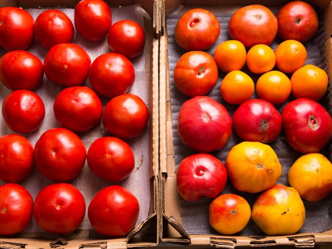 Richtige Lagerung Von Tomaten