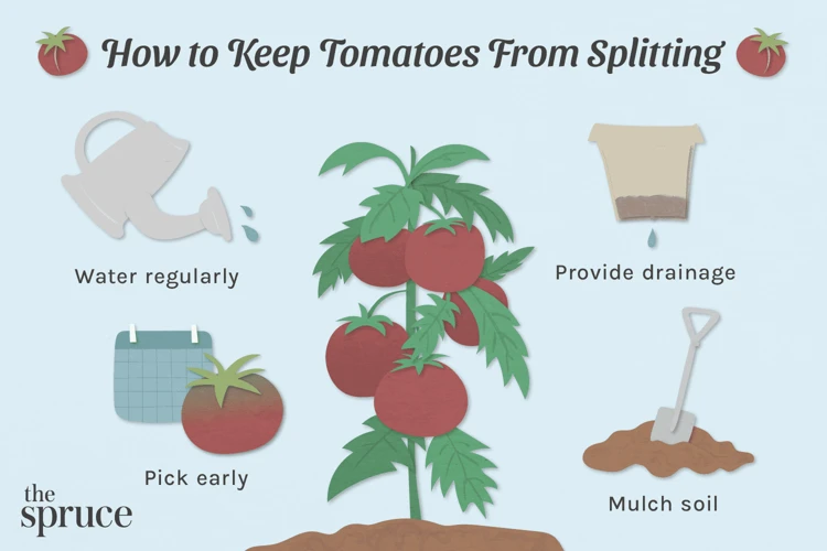 Gründe Für Das Aufplatzen Von Tomaten