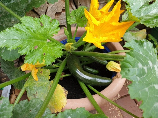 Gründe Für Gelbe Zucchini Blätter