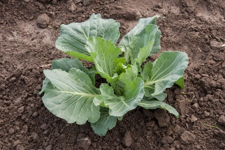 Gründe Warum Kohl Keine Köpfe Bildet