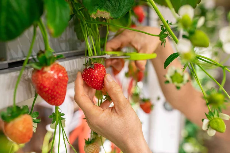 Reifung Und Ernte Der Erdbeeren