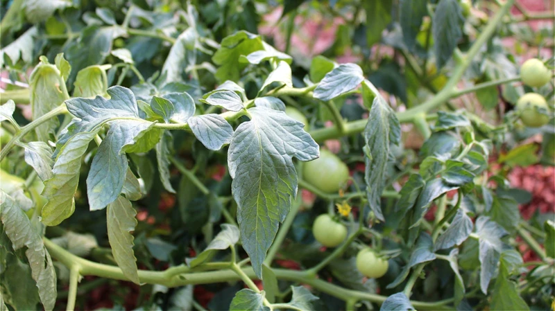 Anzeichen Von Überbewässerten Tomaten