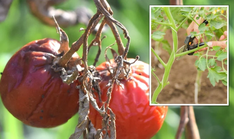 Anzeichen Von Tomatenfäule