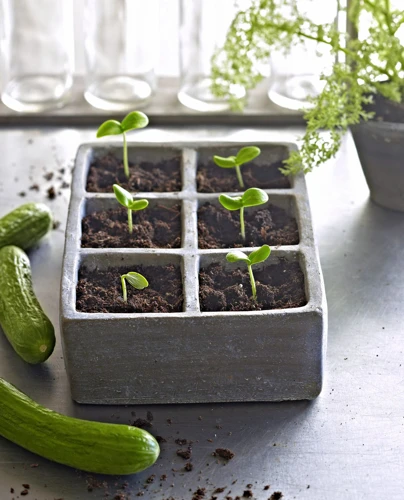 Zucchini Samen Vorziehen