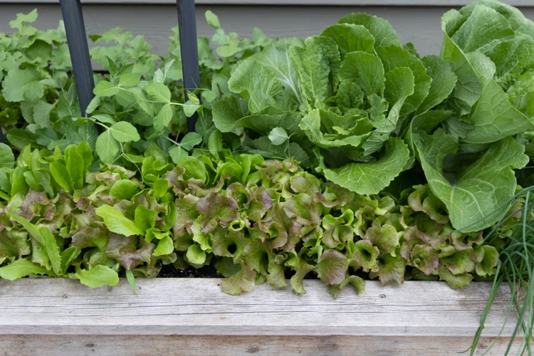 Schritt-Für-Schritt-Anleitung Zum Anbau Von Pflücksalat Im Hochbeet