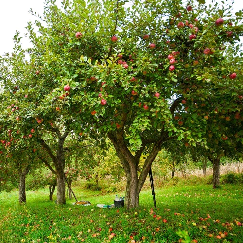 Schritt-Für-Schritt Anleitung Zum Apfelbaum Setzen