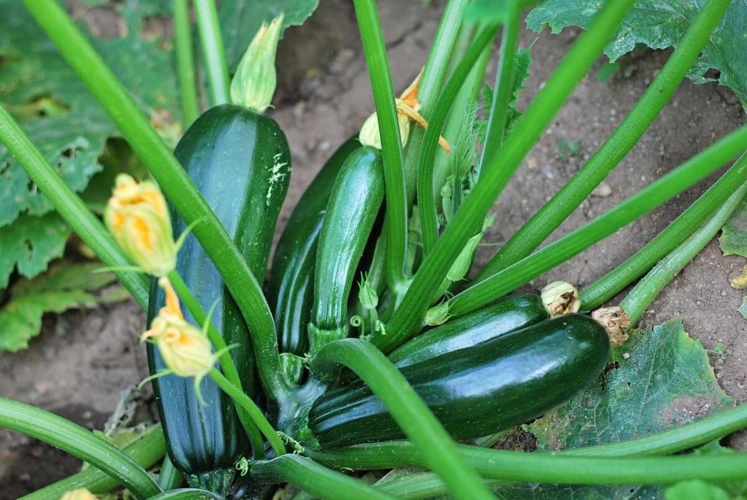 Schritt-Für-Schritt Anleitung Zur Zucchini-Vorzucht