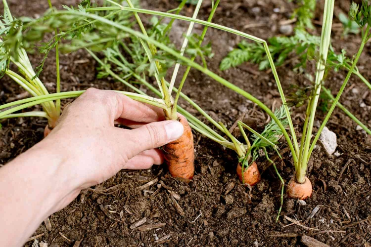 Schritte Für Das Pflanzen Von Möhrensamen