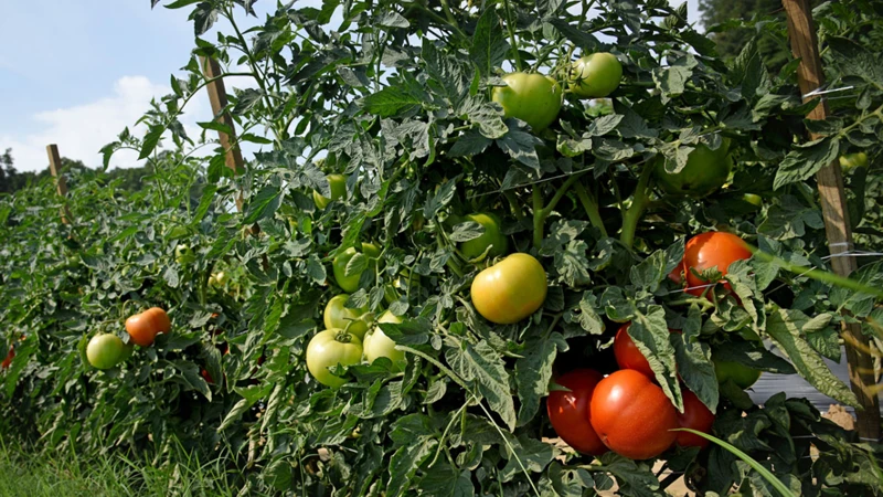 Geeignete Sorten Von Erdbeeren Und Tomaten