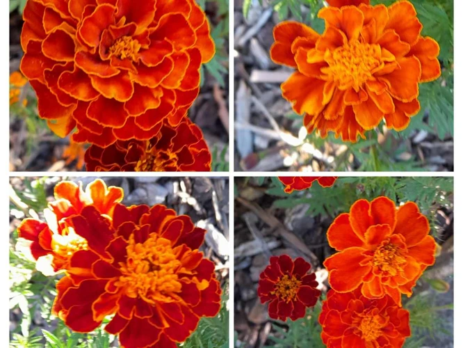 Die Vorteile Von Tagetes Als Nachbar