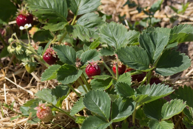 Die Besten Begleitpflanzen Für Erdbeeren