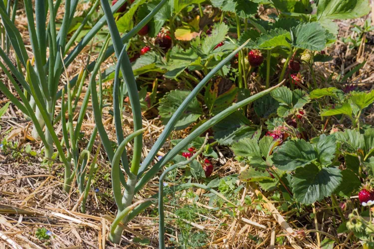 Die Besten Begleitpflanzen Für Erdbeeren